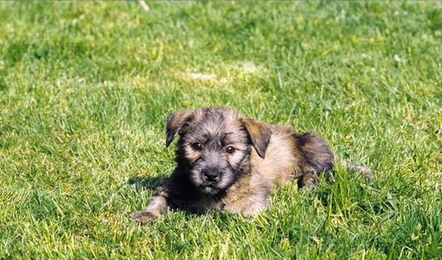 Glen of Imaal Terrier Puppies